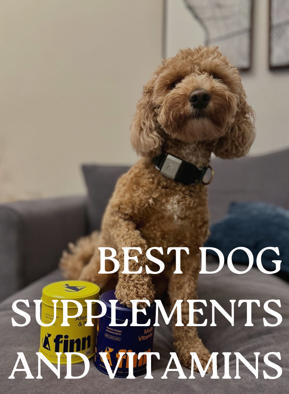 Best Dog Supplements and Vitamins