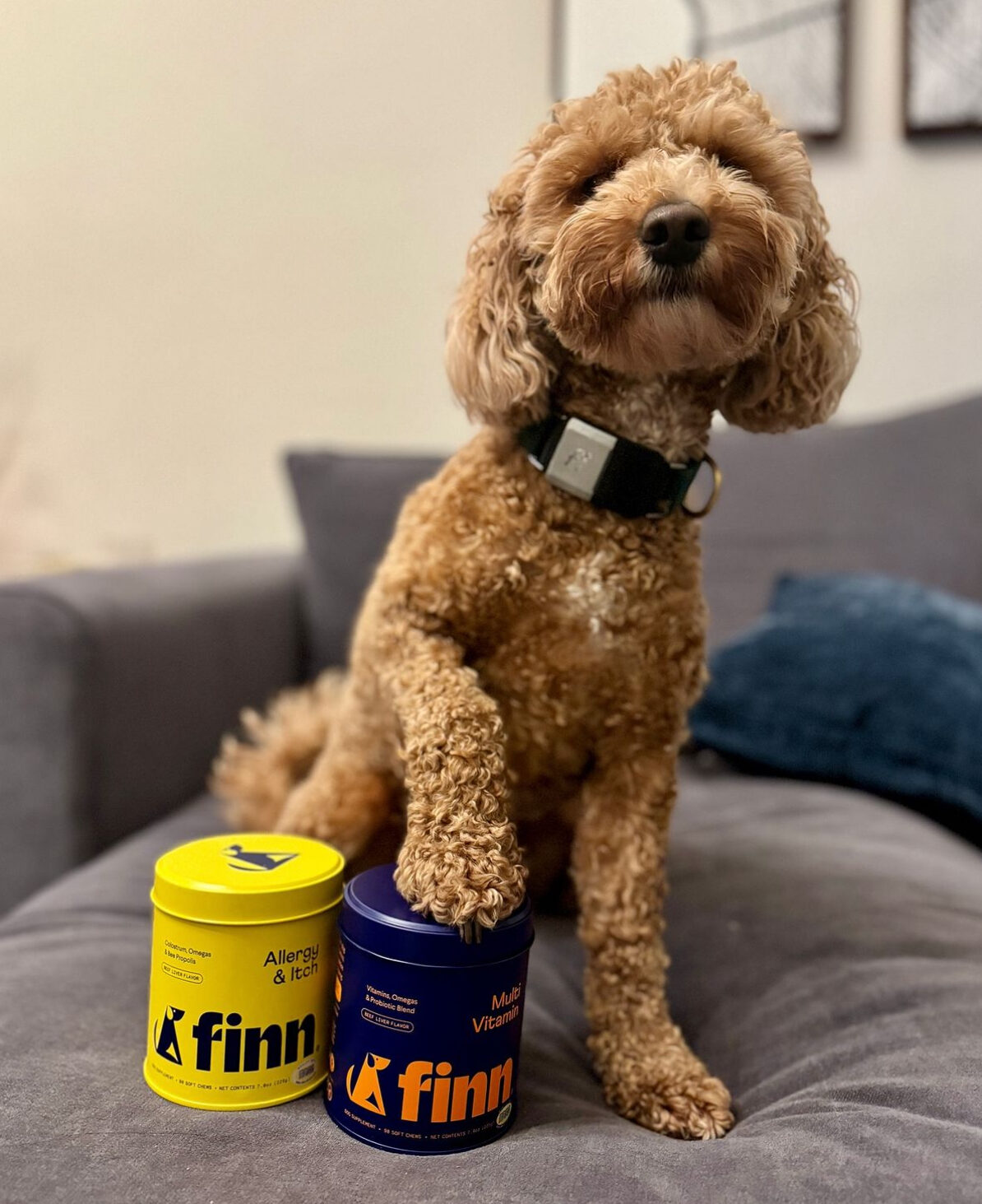 a goldendoodle posing with soft chew supplements and vitamins.
